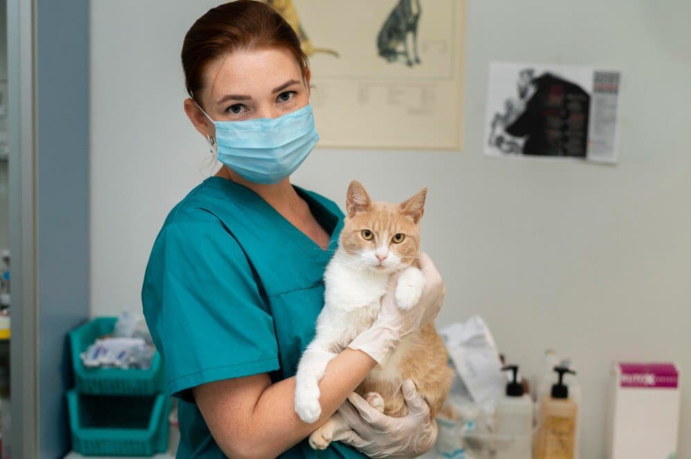 close up veterinarian taking care cat 23 2149100172 1