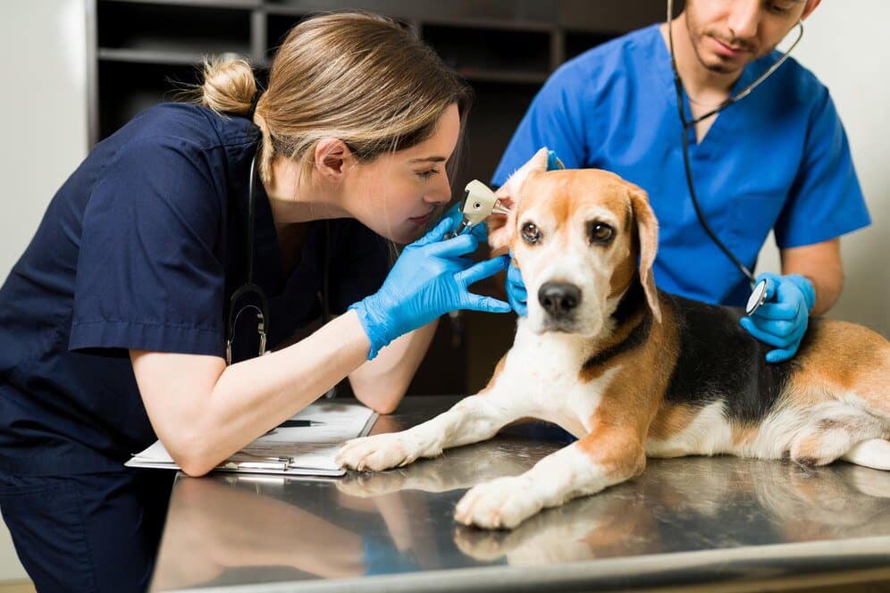 female vet using otoscope examine ear beautiful beagle dog sick cute pet sitting examination table animal clinic 662251 2241 1