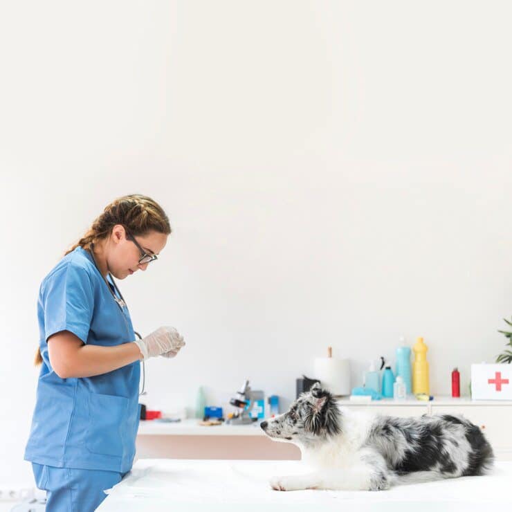 female veterinarian standing near dog table clinic 23 2147928424 1