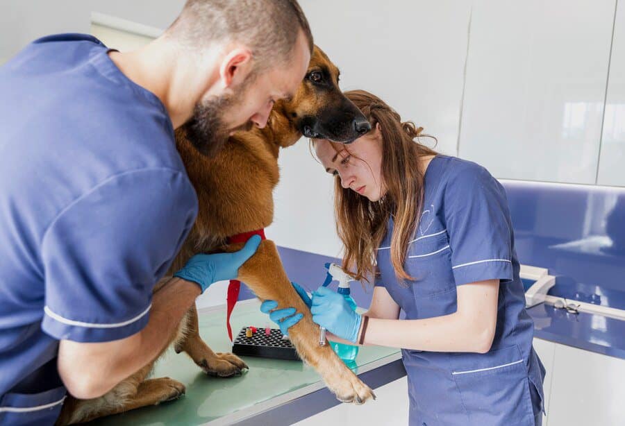 high angle careful doctors helping sick dog 23 2148302253 1