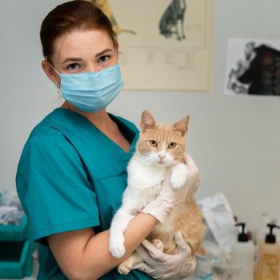 close-up-veterinarian-taking-care-cat_23-2149100172 (1)