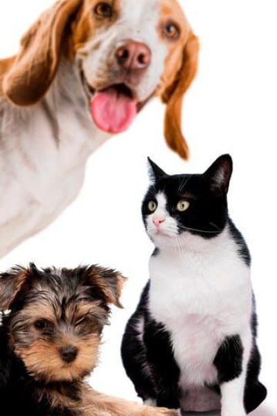 cute-pet-collage-isolated_23-2150007412 (1)